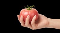 Ripe red tomato held in hand, isolated on transparent background. Ready for clipart, t-shirt design, print-on-demand products, stickers, and sublimation projects.