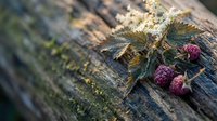 Large brown spider with hairy legs sitting on weathered wood surface next to red berries in natural outdoor setting with shallow depth of field.