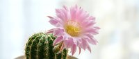 Pink flowering cactus with vibrant bloom isolated on white background, suitable for botanical designs, gardening content, and nature-themed projects.