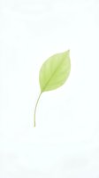 Isolated fresh green leaf with delicate stem on white background, ready for design projects, botanical illustrations, nature graphics, and eco-friendly branding applications.
