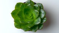 Vibrant green succulent plant with rosette shape formation and water droplets on leaves photographed from above on white background, isolated botanical macro shot.