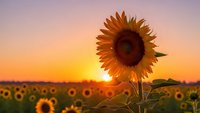 Single sunflower blooming in field during golden hour sunset with warm orange sky and blurred sunflower field background for nature and agriculture concepts.
