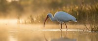 White ibis wading in golden sunset water with perfect reflection, serene wetland scene for nature and wildlife photography projects.