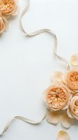 Elegant peach roses with silk ribbon on white background for wedding invitations, greeting cards and romantic designs.