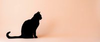 Black cat silhouette sitting on pink background, minimalist pet design for logos, posters, wall art, greeting cards and creative projects.