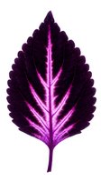 Dark purple leaf with neon magenta veins glowing against white background. Isolated botanical element suitable for modern design, digital art, and creative projects.