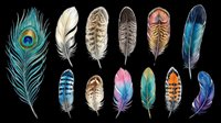 Colorful bird feathers collection isolated on transparent background, ready for t-shirt design, stickers, clipart, sublimation, and print on demand projects.
