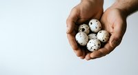 Male hands holding fresh quail eggs with speckled shells against white background, suitable for food, cooking, nutrition and culinary content.
