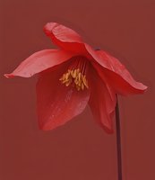 Red columbine flower with delicate petals and golden stamens against burgundy background, suitable for botanical and floral design projects.