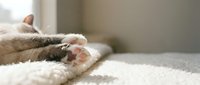 Soft cat paws resting on a fluffy white carpet in warm sunlight, showcasing cute pink toe beans and gray fur in a cozy home setting.