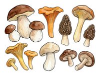 Isolated hand-drawn mushroom varieties including porcini, chanterelle, morel, and button types on transparent background, ready for culinary design, educational materials, and food-related projects.