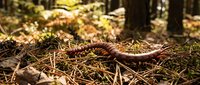 Brown snake slithering through autumn forest floor covered with fallen leaves and pine needles in natural woodland habitat during golden hour lighting.