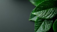 Fresh green leaves with detailed texture and veins on dark background, dramatic lighting creates depth and contrast for nature and botanical designs.