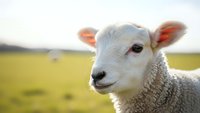 Young white lamb with orange ear tags standing in green pasture field during golden hour sunlight for agricultural and farming concepts.