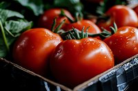 Fresh ripe red tomatoes with water drops and green stems in plastic container, macro close up view for food photography and healthy eating concept.