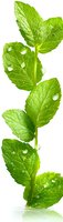 Fresh mint leaves with water drops on white isolated background, bright green herb sprig with dew for natural food packaging and aromatherapy designs.