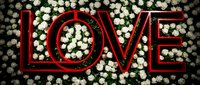 Bold red LOVE sign against a lush wall of white roses, creating a romantic floral backdrop for weddings, events, and Valentine's Day decor.