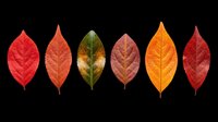 Autumn leaves in vibrant red, orange, and green hues isolated on transparent background. Ready for t-shirt designs, clipart, stickers, sublimation, and print-on-demand projects.