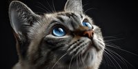 Close-up portrait of tabby cat with striking blue eyes looking up against black background. Domestic feline pet with detailed whiskers and fur texture.