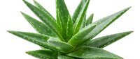 Aloe vera plant with water droplets isolated on white background, ready for botanical and wellness design projects.
