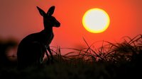 Silhouette of kangaroo against vibrant orange sunset sky with large glowing sun, standing in grassland creating dramatic Australian outback wilderness scene at dusk.
