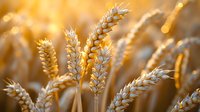 Golden wheat ears in warm sunset light with soft bokeh background, close-up view of ripe cereal crop in agricultural field during harvest season.