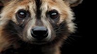 Close up portrait of raccoon dog face with piercing blue eyes and distinctive facial markings against dark background, showing detailed fur texture and intense gaze.