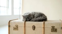 Gray tabby kitten sleeping peacefully on vintage cream suitcase by bright window. Cozy domestic scene with soft natural lighting for pet care and travel themes.