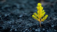 Small green conifer seedling growing through cracked asphalt pavement symbolizing resilience, hope and nature's power to overcome urban challenges.