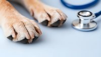Dog paws on examination table with stethoscope in background, veterinary healthcare concept for animal clinic and medical services.