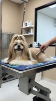 Small fluffy dog with long silky coat getting professional grooming treatment on table at pet salon with groomer's hands visible.