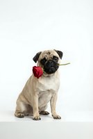 Adorable pug dog holding red rose in mouth sitting on white background, romantic Valentine's Day pet portrait for greeting cards and love concepts.