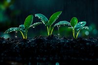 Three green seedlings emerging from dark soil with water droplets on leaves against blurred natural background for agriculture and growth concepts.