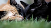 Two cats, calico and black, sleeping peacefully together in green grass. Close-up view captures tender moment between feline friends showing natural bonding behavior.