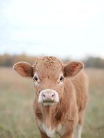 Young brown calf with white markings looking directly at camera in pastoral farm setting with soft blurred background for agricultural and livestock content.