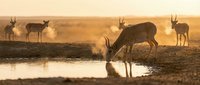 Antelope drinking water at sunset with herd grazing in golden savanna landscape creating peaceful wildlife scene for nature and conservation projects.
