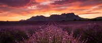Stunning lavender field at sunset with dramatic purple sky and mountain silhouettes creating romantic landscape for wellness and aromatherapy designs.