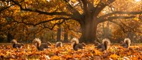 Adorable fluffy puppies playing in colorful autumn leaves under golden oak tree during warm fall afternoon creating heartwarming seasonal scene.