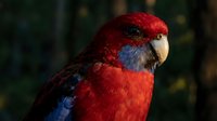 Vibrant red and blue parrot with detailed feathers in natural outdoor setting, exotic tropical bird portrait for wildlife and nature photography projects.