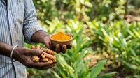 Farmer holding fresh turmeric root and ground spice powder in bowl outdoors, agricultural harvest and natural ingredient for cooking and wellness.