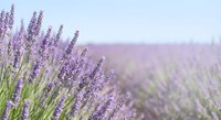 Lavender flowers blooming in field with soft focus background creating peaceful natural aromatherapy and wellness atmosphere for spa relaxation concepts.