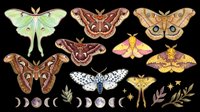 Isolated moth and butterfly collection with various species in brown, yellow, and green tones, displayed on transparent background. Ready for clipart, t-shirt design, stickers, sublimation, print-on-demand products, and digital crafts.