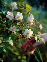 Delicate white blossoms on flowering blackberry bush with fresh green leaves in spring garden, hand reaching to touch soft petals in warm evening sunlight.
