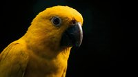 Golden yellow parrot head portrait with curved black beak against dark background. Vibrant tropical bird close-up showing detailed feathers and eye.