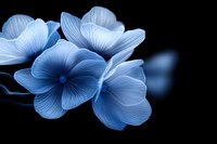 Delicate blue flowers with translucent petals glowing against dark background create ethereal mood. Soft lighting highlights intricate vein patterns and gentle curves of each bloom.