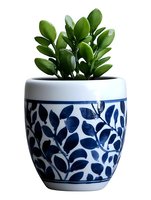 Green jade plant in decorative white ceramic pot with navy blue leaf pattern design on isolated background, suitable for home decor and botanical illustrations.