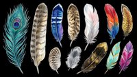 Feather collection featuring peacock, eagle, owl, and decorative plumes in vibrant colors isolated on transparent background. Ready for t-shirt designs, clipart, stickers, sublimation, and print-on-demand projects.