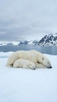 Polar bear mother and cub sleeping peacefully on Arctic ice with snow-covered mountains and ocean in background for wildlife conservation campaigns.