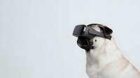 French bulldog wearing virtual reality headset on white background, isolated for design use in technology and pet concepts.