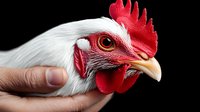 Close up portrait of white rooster head with bright red comb and wattles against black background, hand holding bird showing detailed feathers and orange eye.